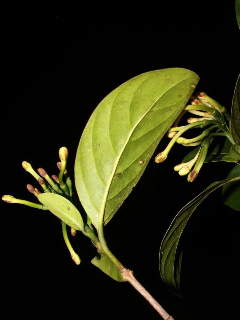 Posoqueria costaricensis leaf