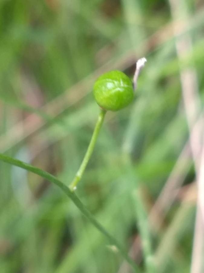 Anthericum ramosum fruit