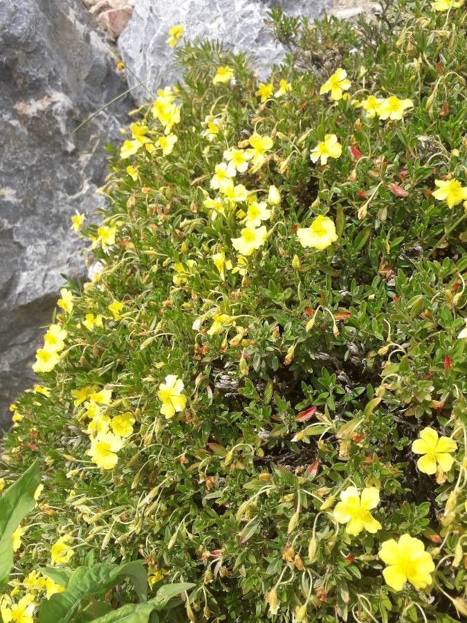 Helianthemum lunulatum habit