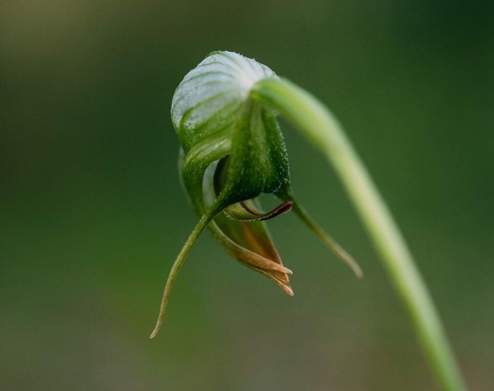 Pterostylis nutans — houseplant care guide