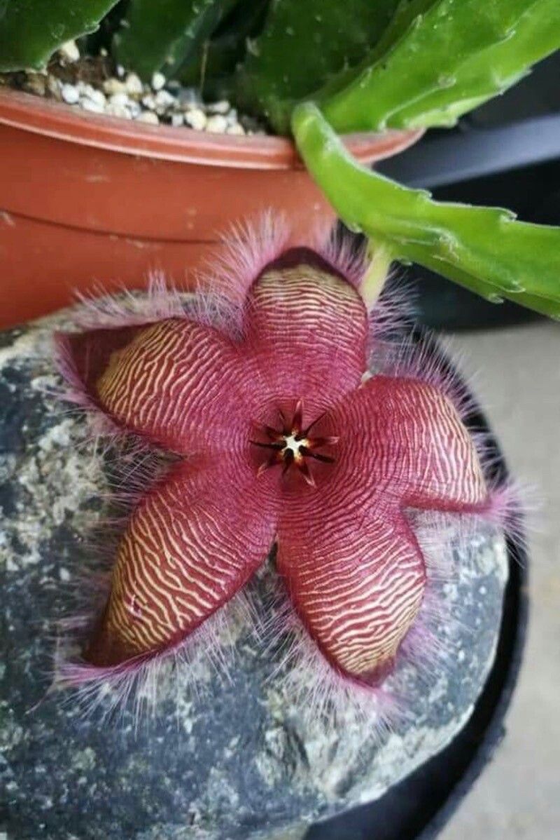 Stapelia gettliffei flower