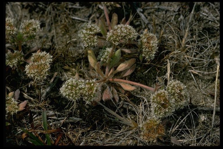 Chorizanthe howellii habit