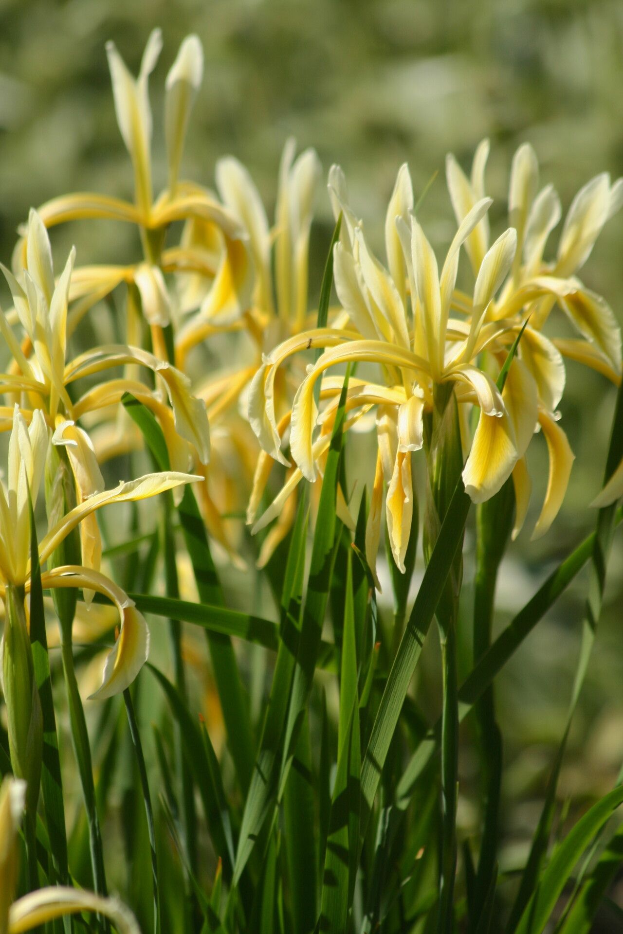 Iris kerneriana — houseplant care guide