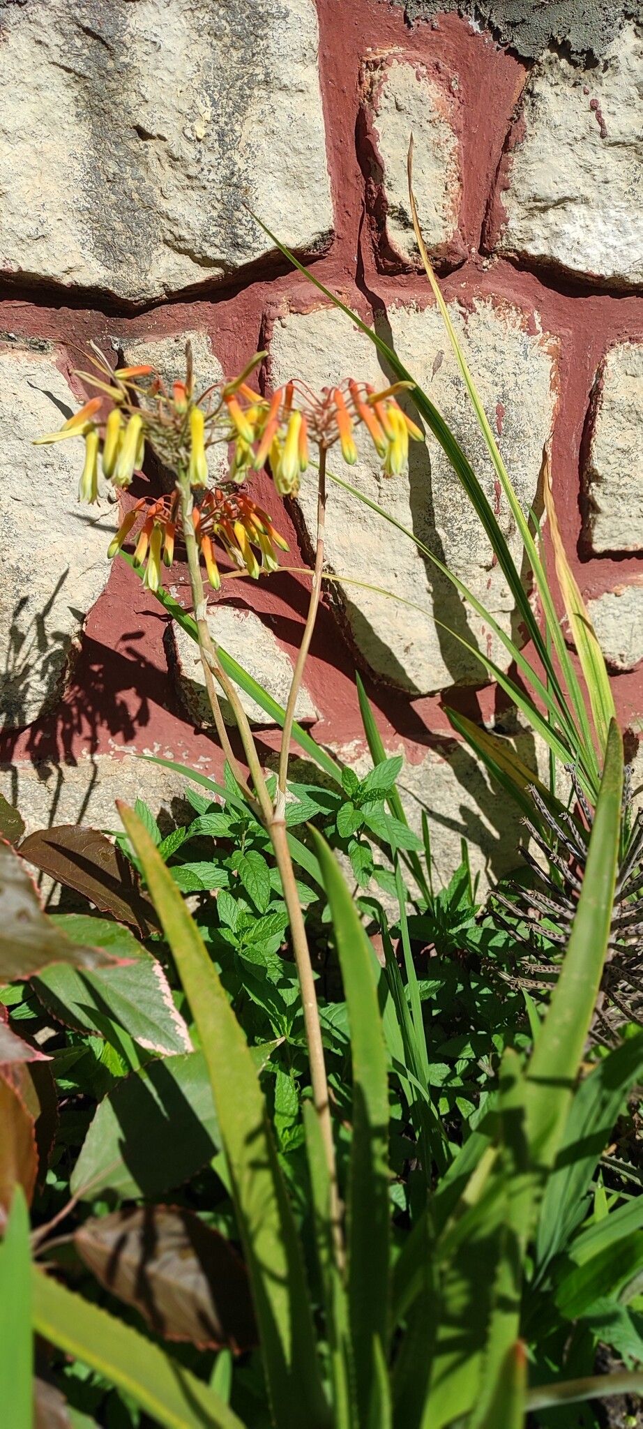Aloe vatovavensis flower
