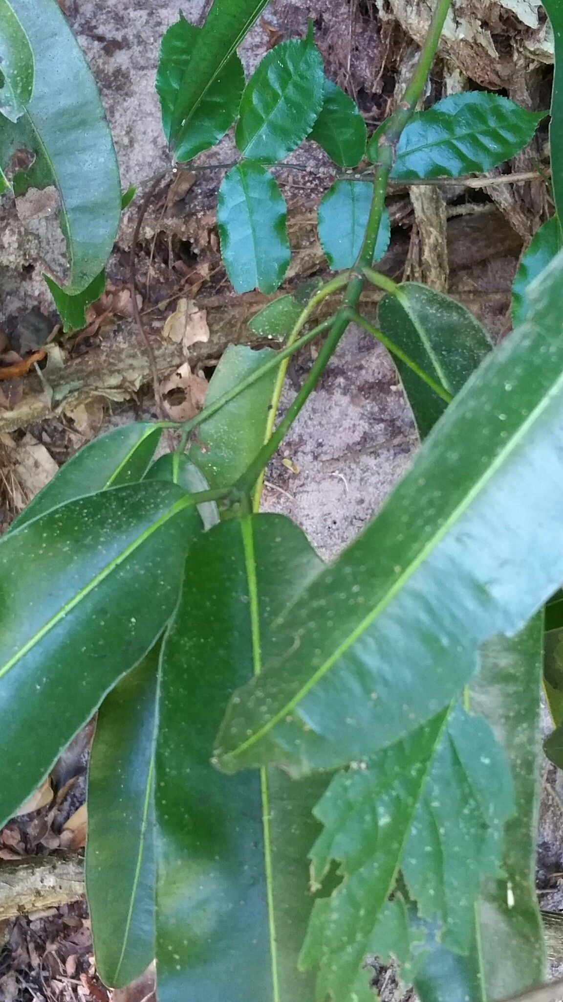 Mammea punctata leaf