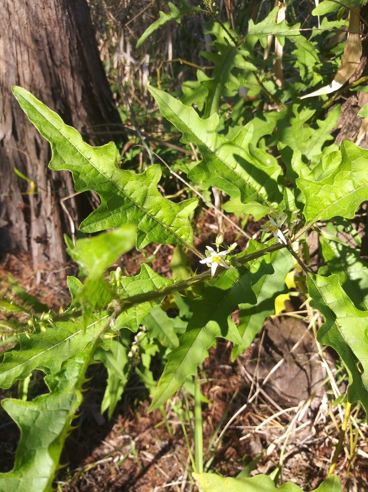 Solanum tampicense habit