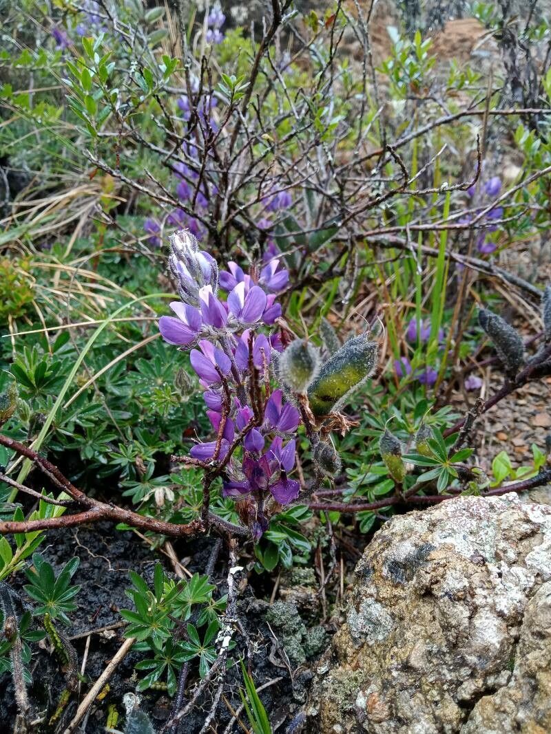 Lupinus bogotensis habit