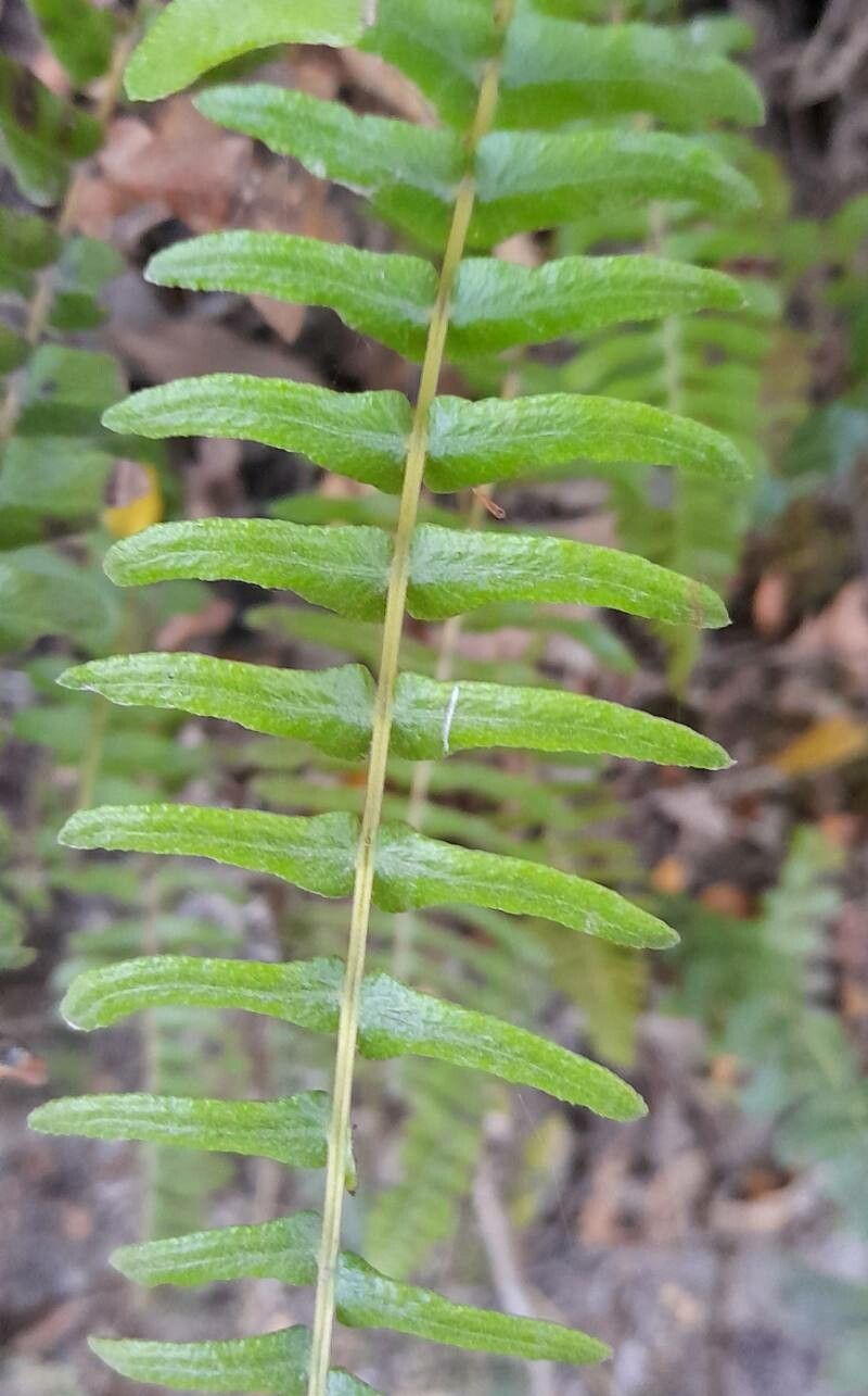 Blechnum hastatum — houseplant care guide