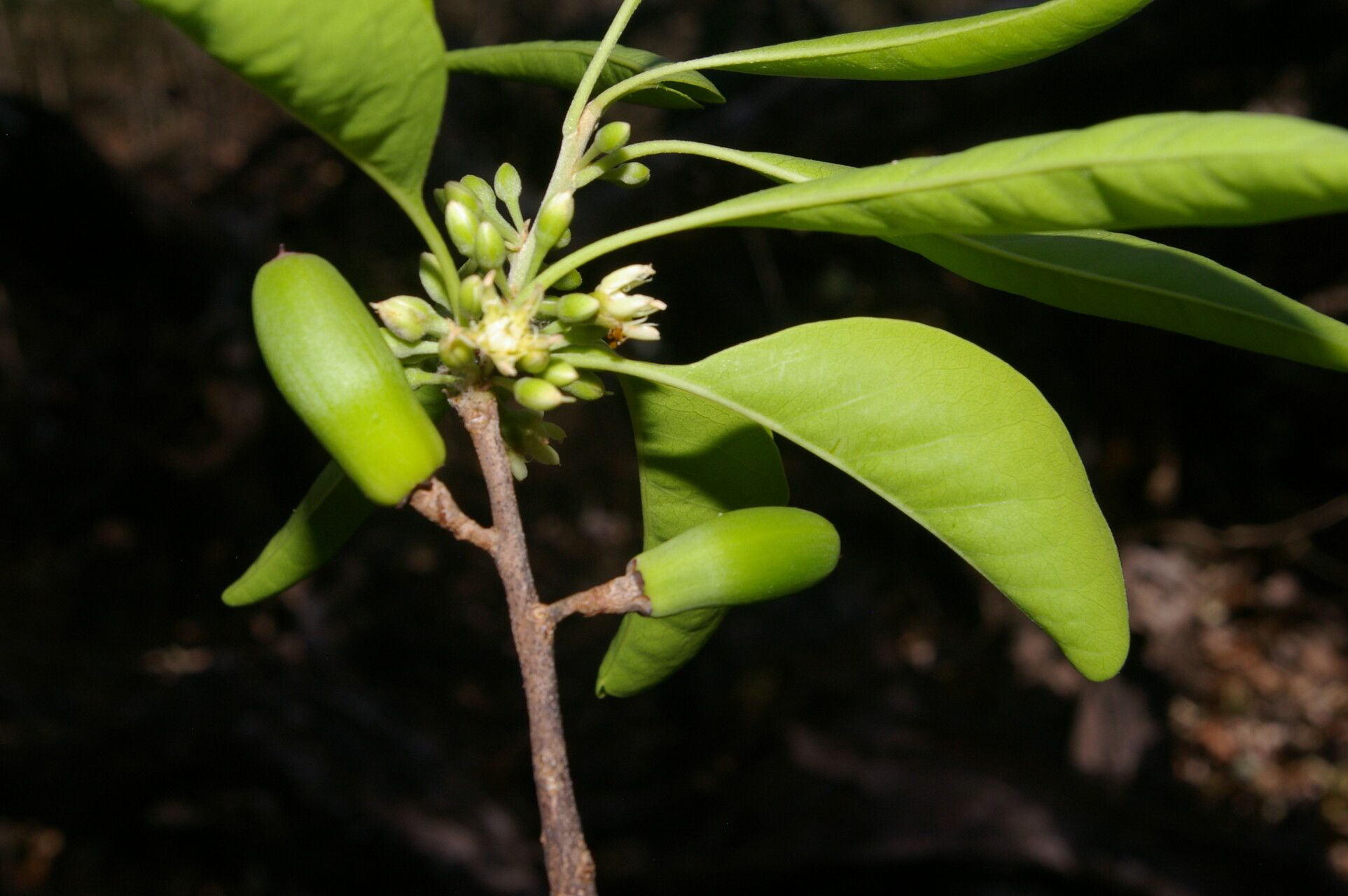 Sideroxylon stenospermum fruit