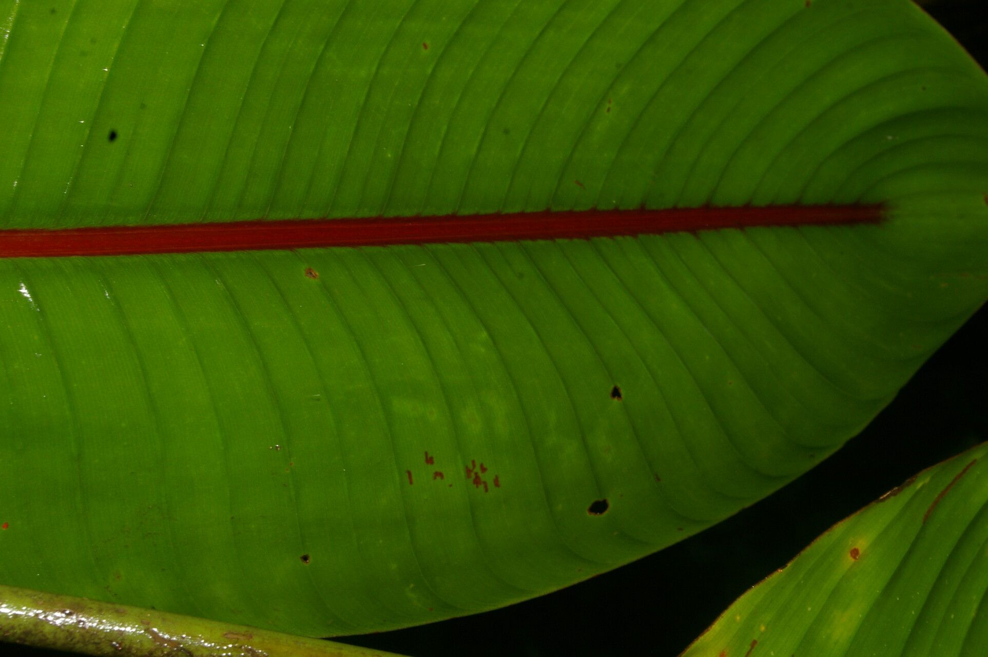 Heliconia reticulata leaf