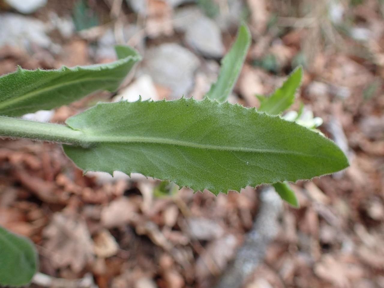 Arabis turrita leaf