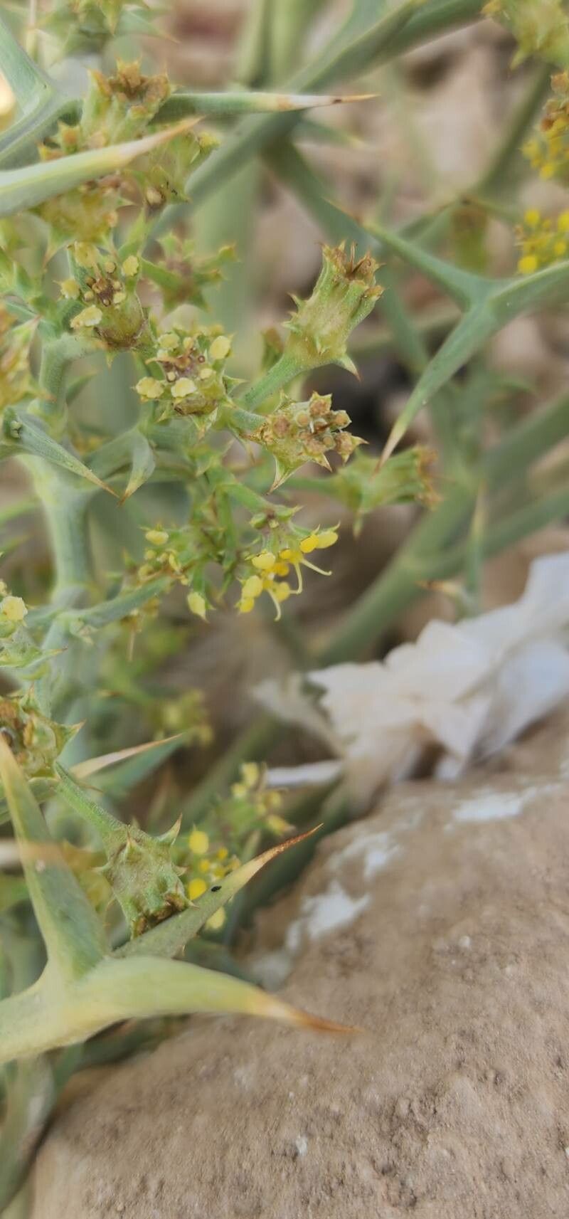 Echinophora sibthorpiana fruit