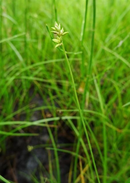 Carex tenuiflora — search result for 'Mongolia'