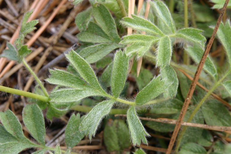 Potentilla tilingii — houseplant care guide