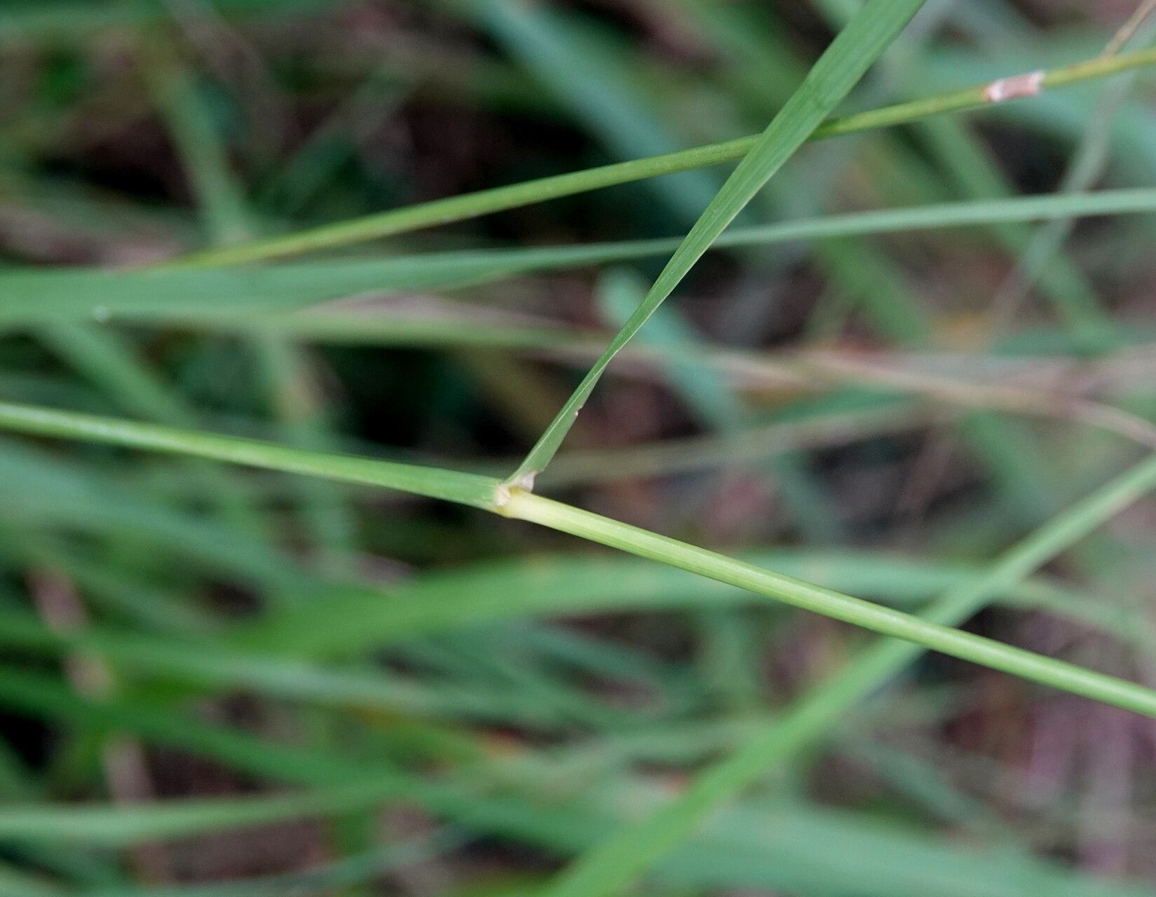 Sporobolus diandrus bark