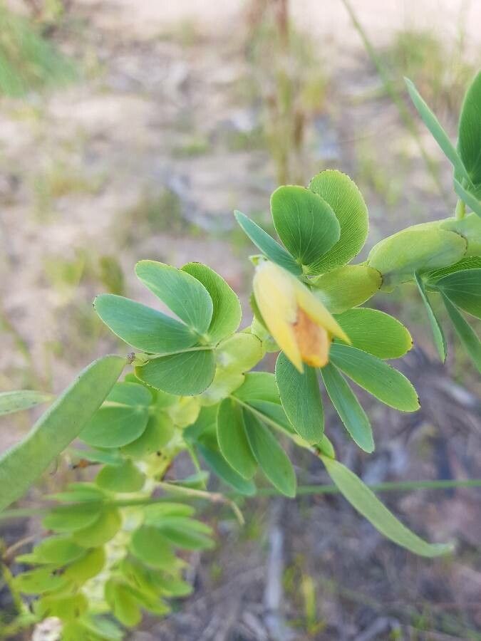 Chamaecrista desvauxii flower