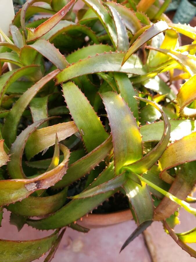 Aloe bruynsii — houseplant care guide