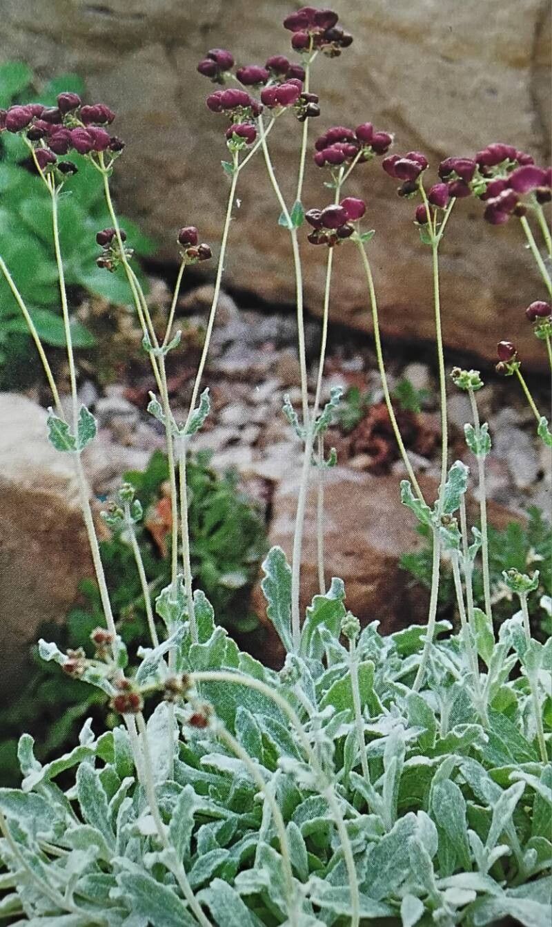 Calceolaria arachnoidea habit