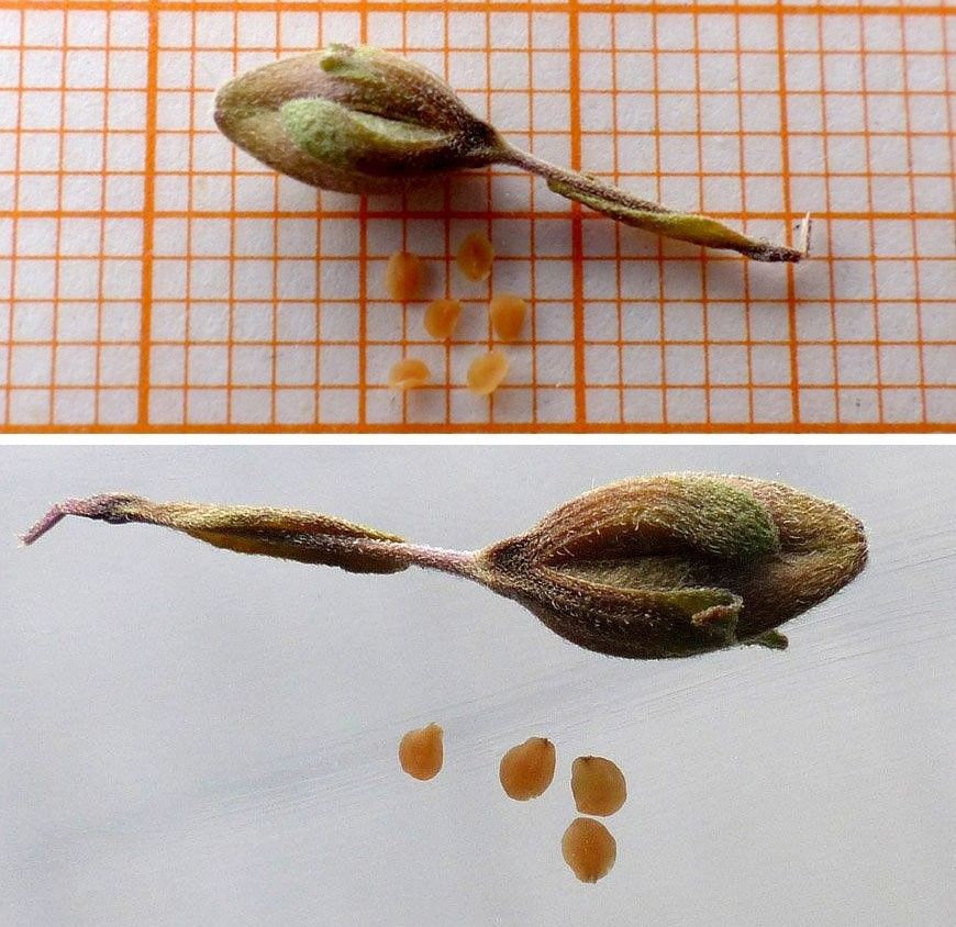 Veronica fruticans fruit