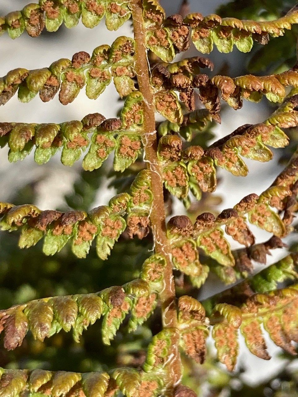 Dryopteris villarii fruit