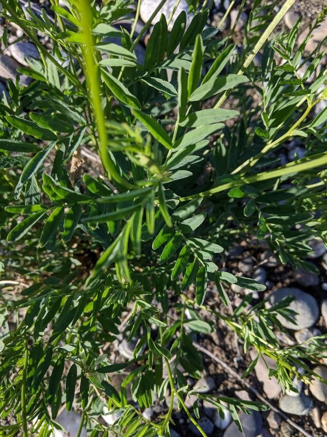 Hedysarum alpinum — related species from the same genus