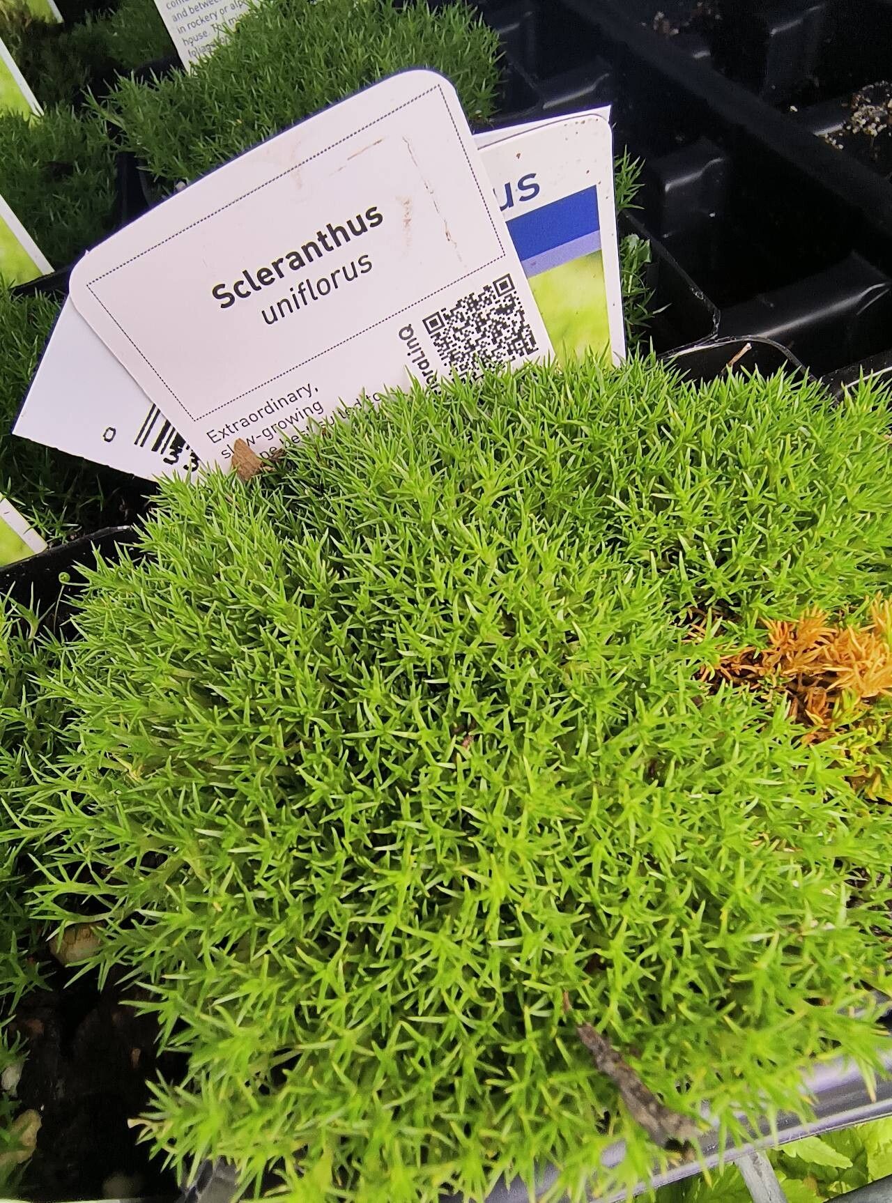 Scleranthus uniflorus leaf