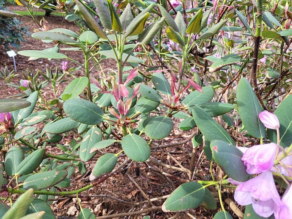 Rhododendron qiaojiaense — houseplant care guide