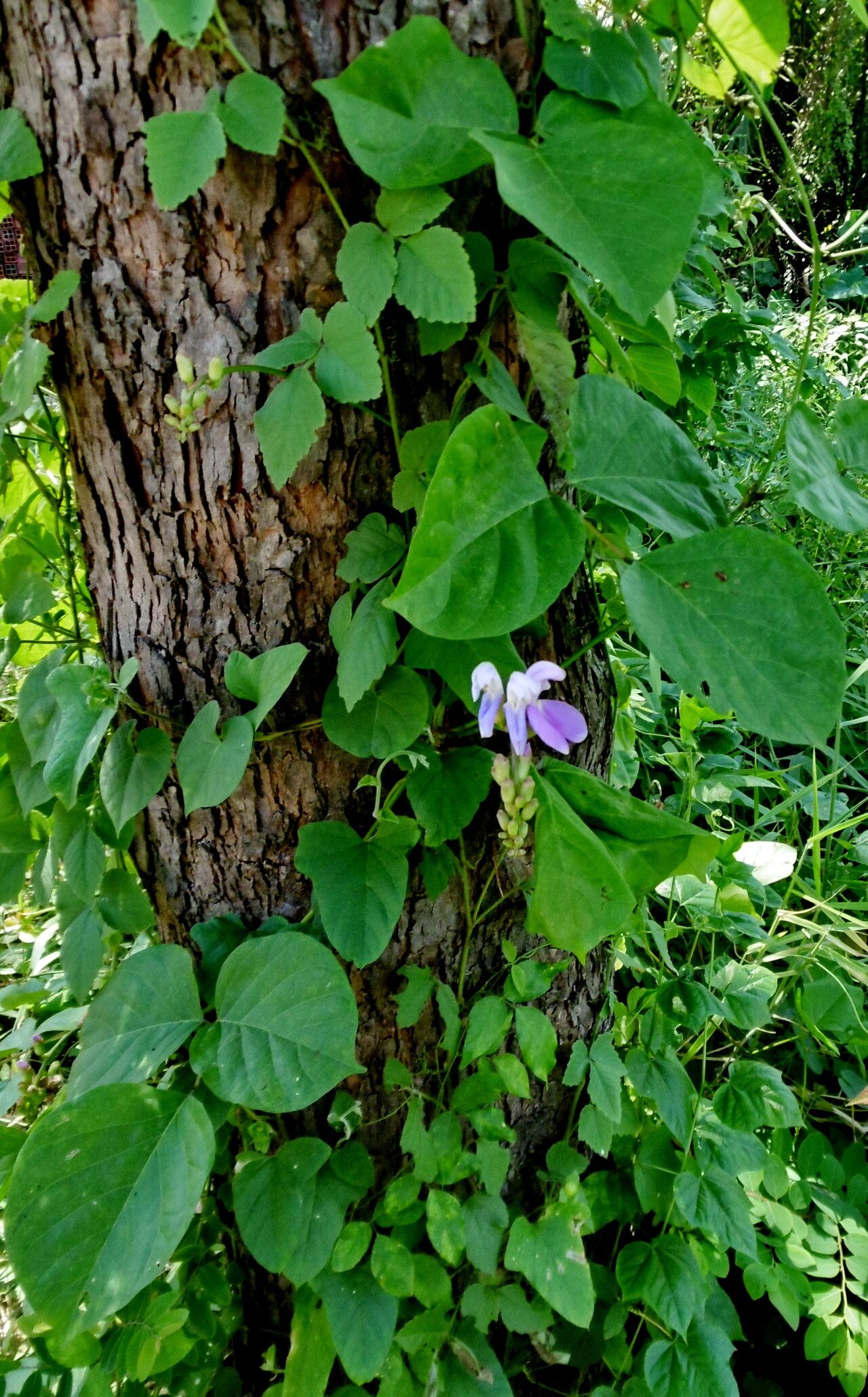 Canavalia cathartica habit