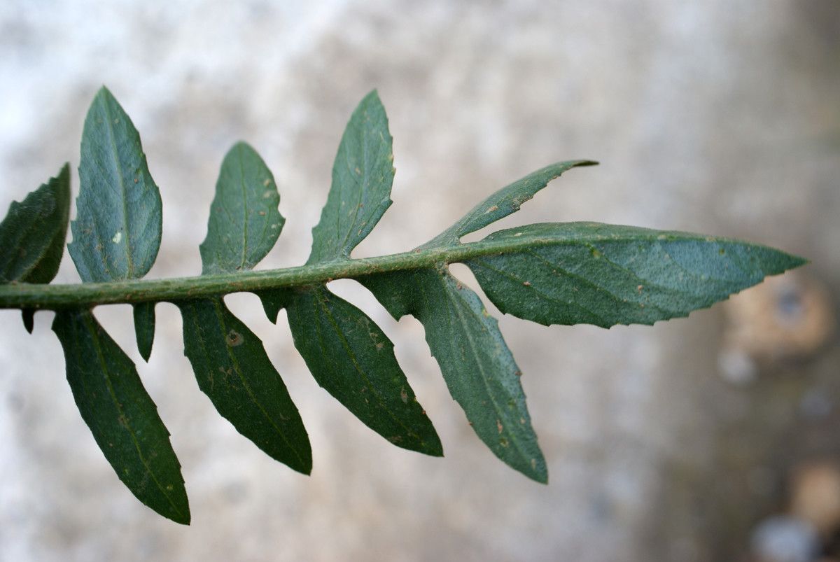 Centaurea redempta — houseplant care guide