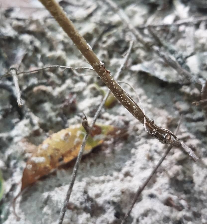 Hexastylis arifolia bark