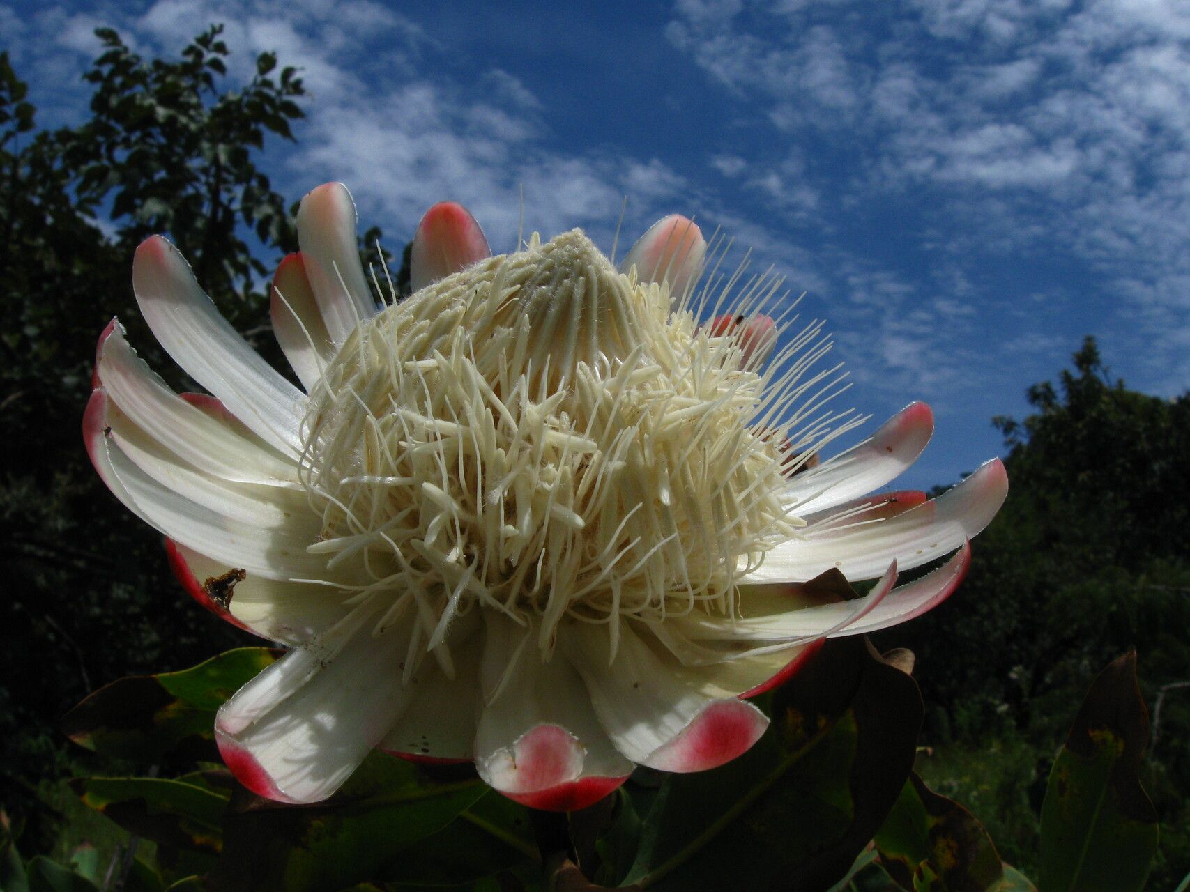 Protea madiensis flower