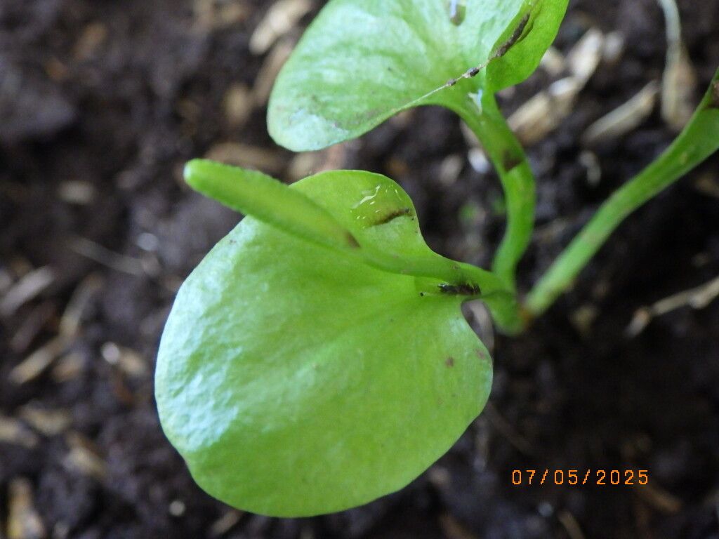 Ophioglossum reticulatum flower
