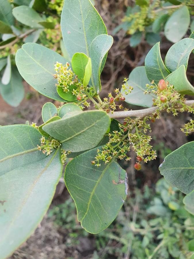 Searsia crenulata flower