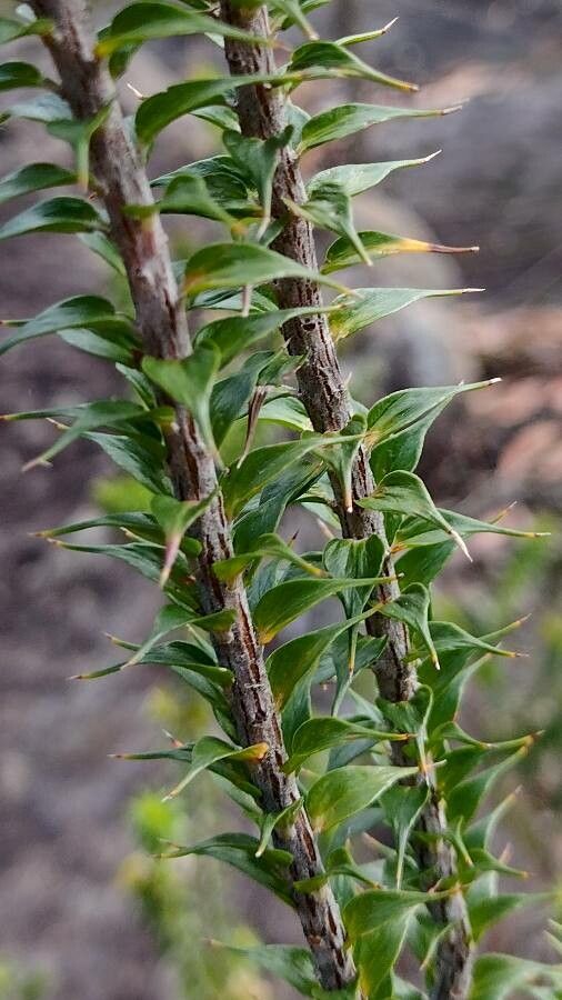Woollsia pungens — search result for 'Southern New South Wales'