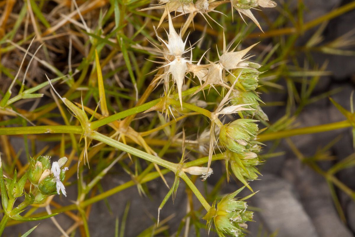 Drypis spinosa fruit