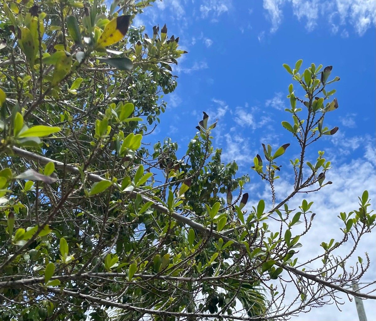 Myrsine acrantha habit