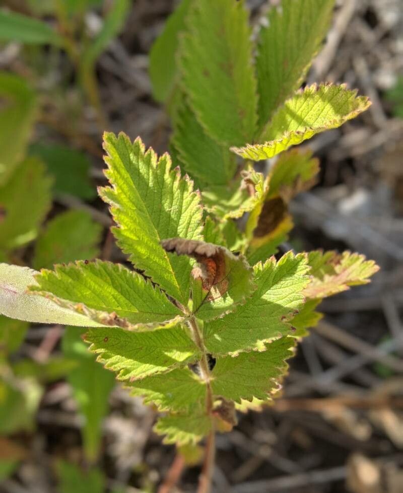 Drymocallis arguta leaf