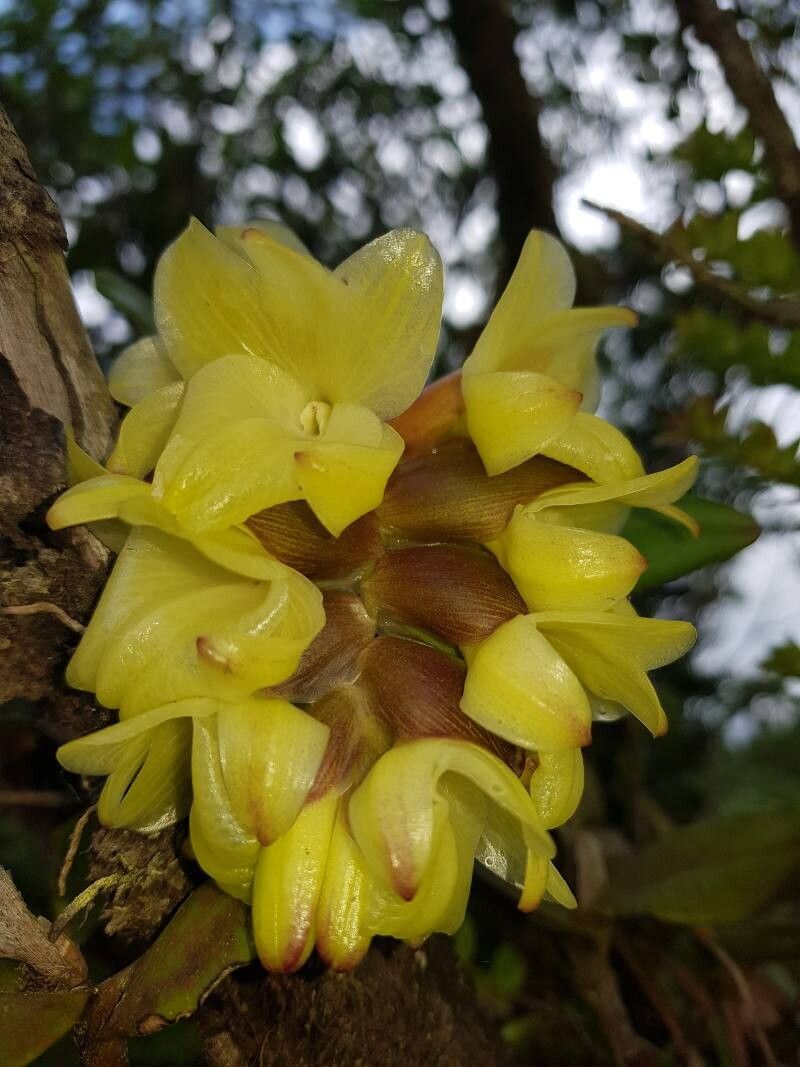 Epidendrum atwoodchlamys — search result for 'Epidendrum'