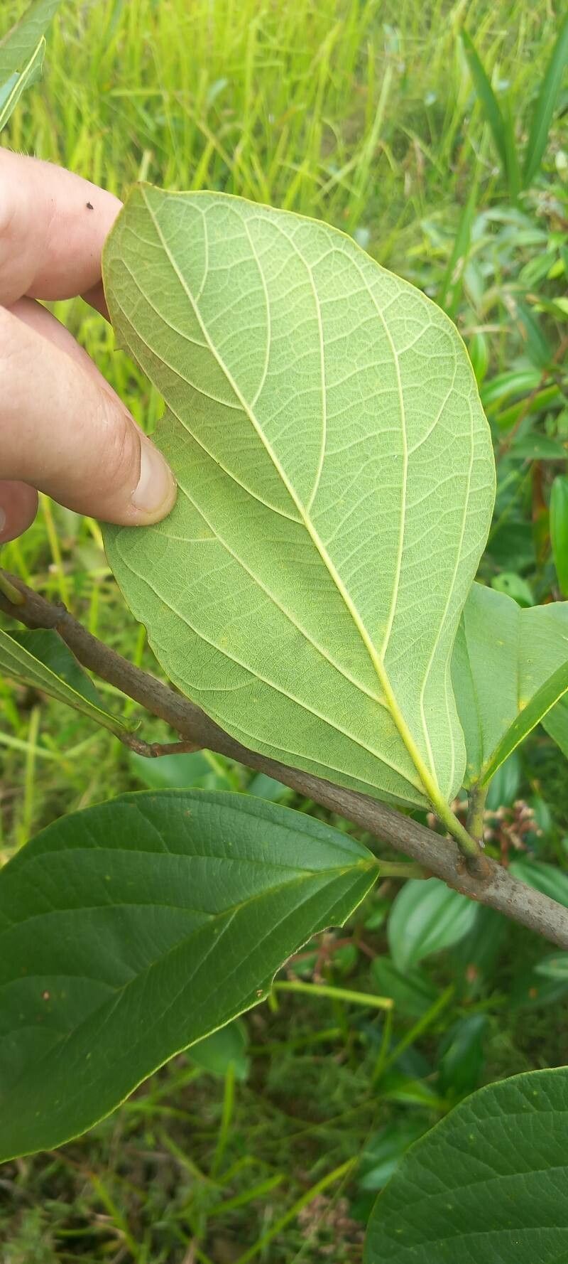 Amphilophium racemosum leaf