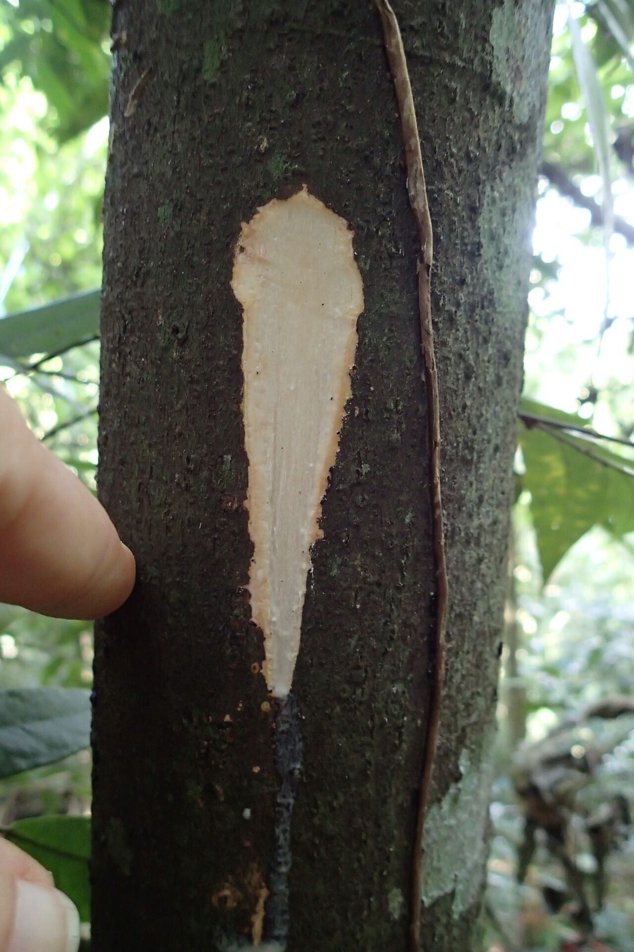 Ficus versicolor bark