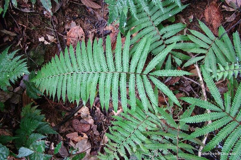 Thelypteris richardsii habit