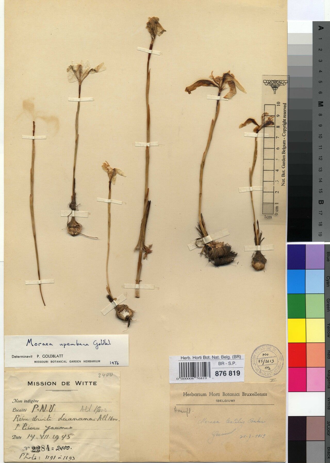 Moraea upembana — houseplant care guide