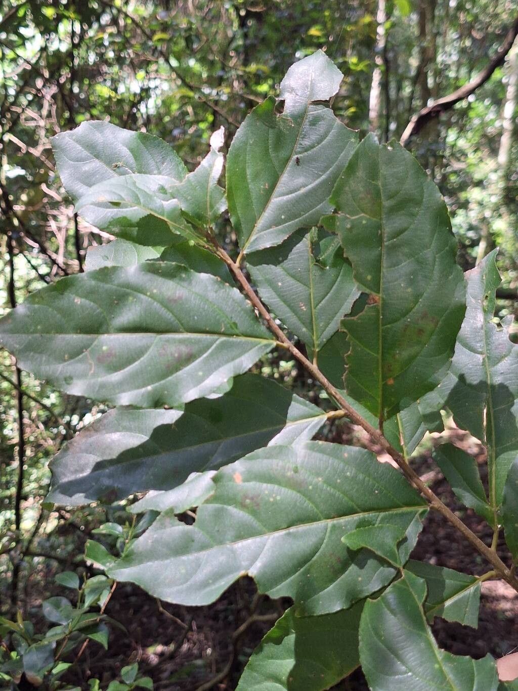 Scolopia rhamniphylla leaf