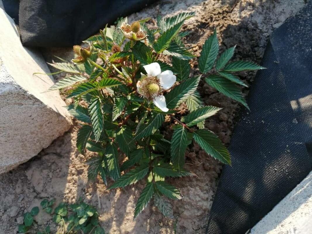 Rubus illecebrosus flower