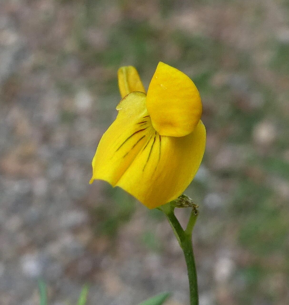 Lathyrus annuus flower