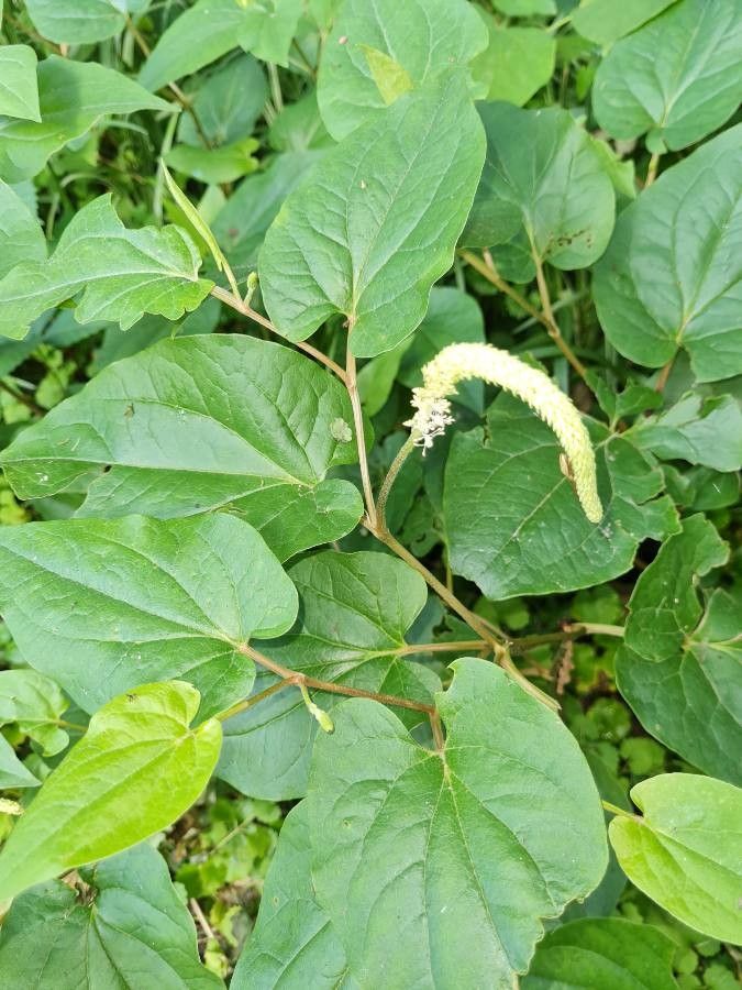 Saururus cernuus flower