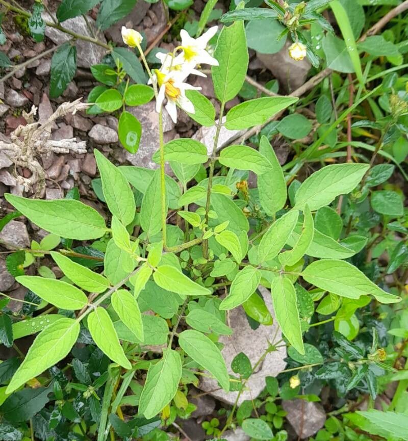 Solanum berthaultii habit