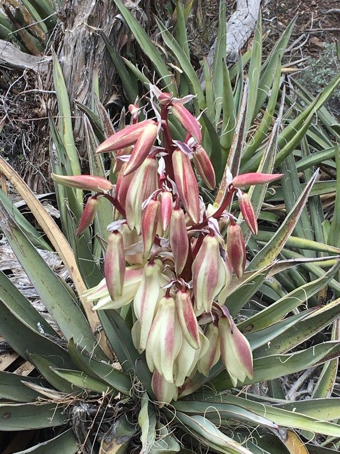 Yucca baccata flower
