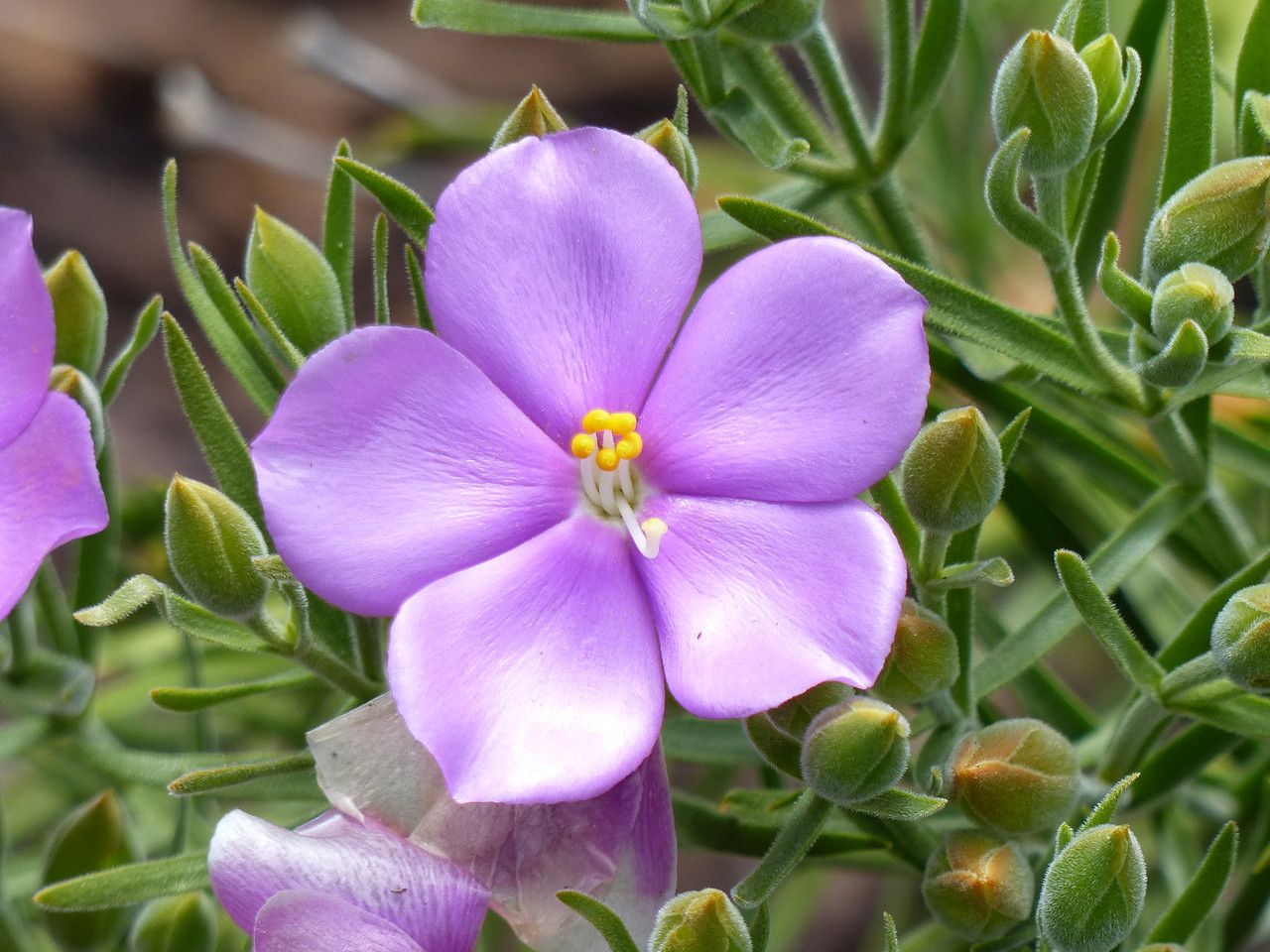Orphium frutescens flower