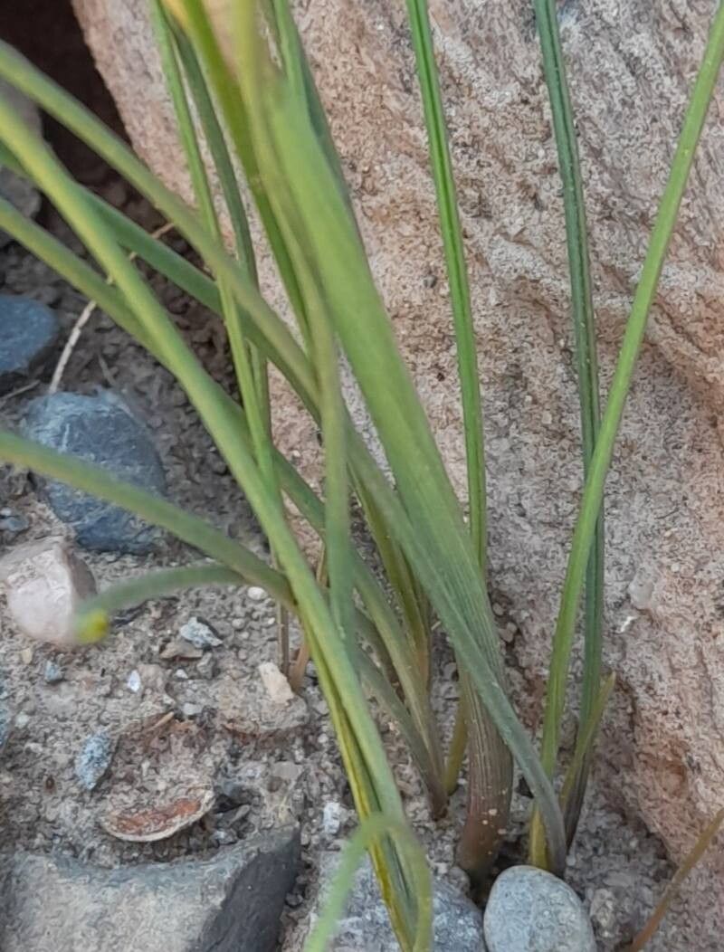 Zephyranthes robusta — houseplant care guide